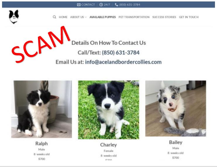 Ace Land Border Collies Ace Land Border Collies