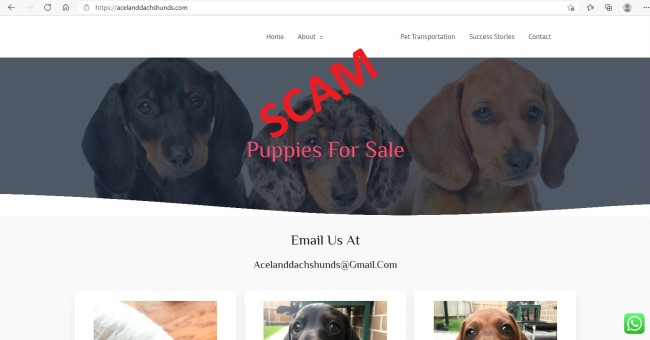 Ace Land Dachshunds Ace Land Dachshunds