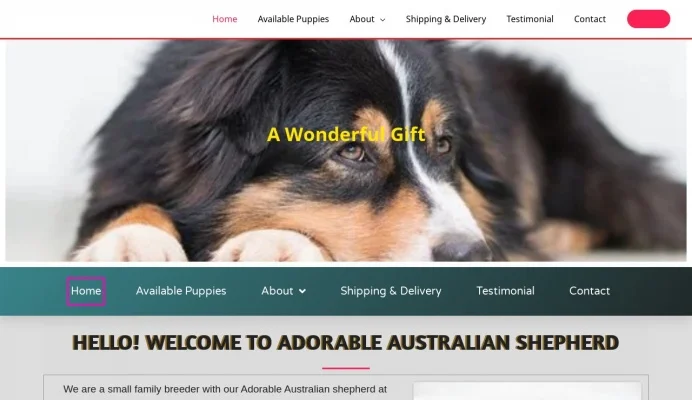 Adorable Australian Shepherd 