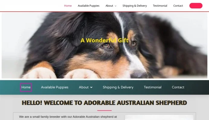adorable-australian-shepherd.webp