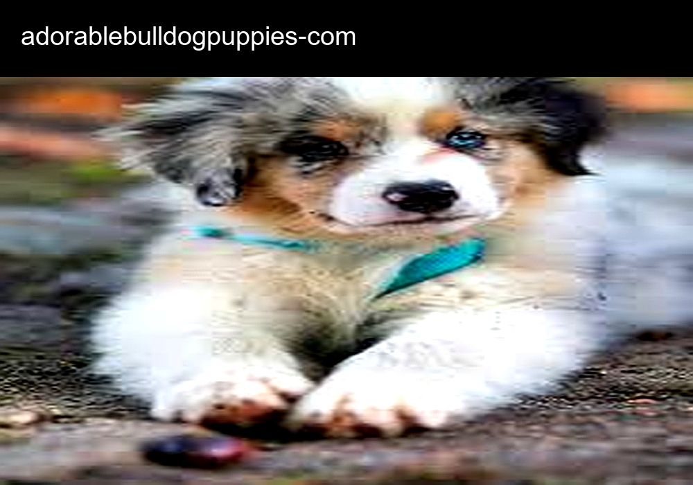 Adorable English Bulldog Puppies