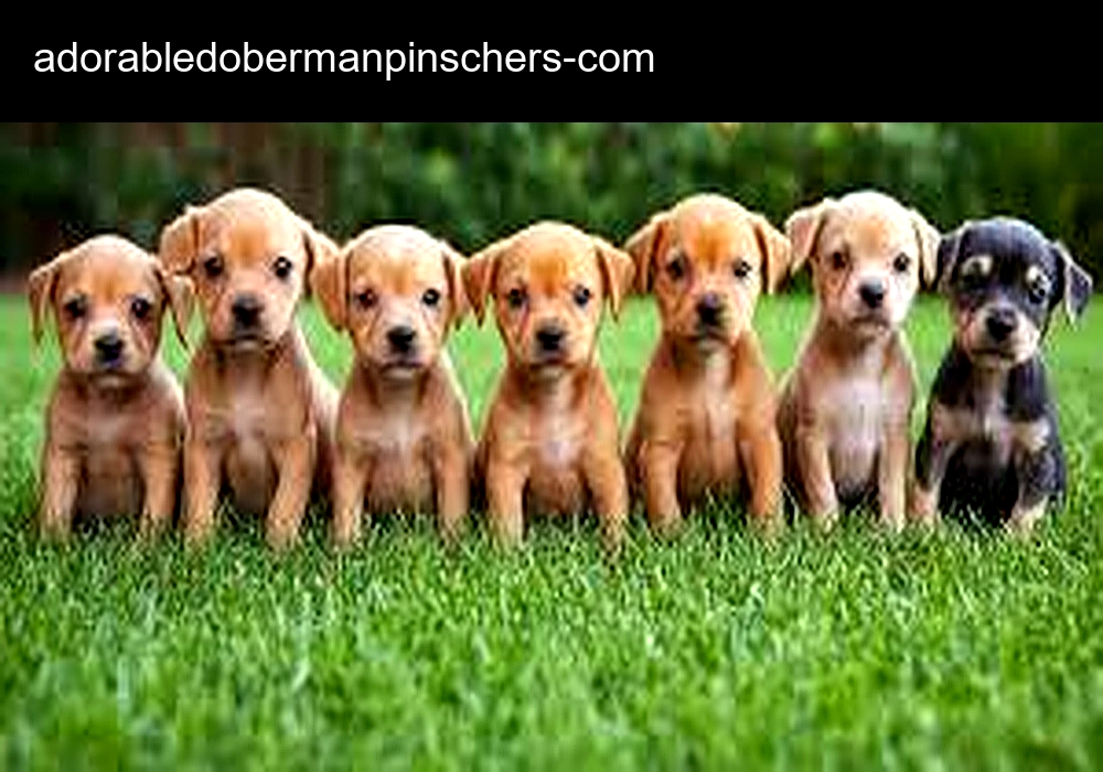 Adorable Doberman Pinschers