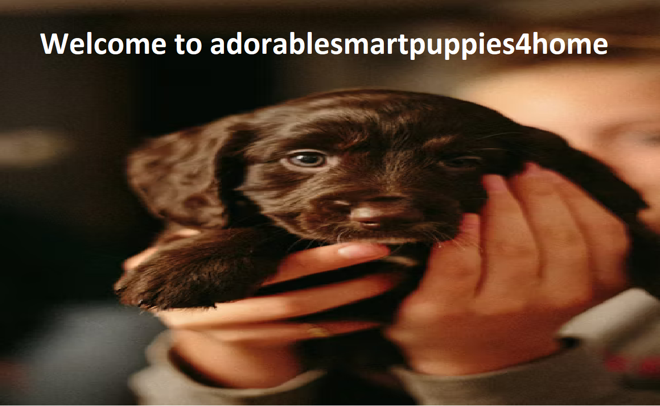 Adorable Smart Puppies 4 Home Adorable Smart Puppies 4 Home