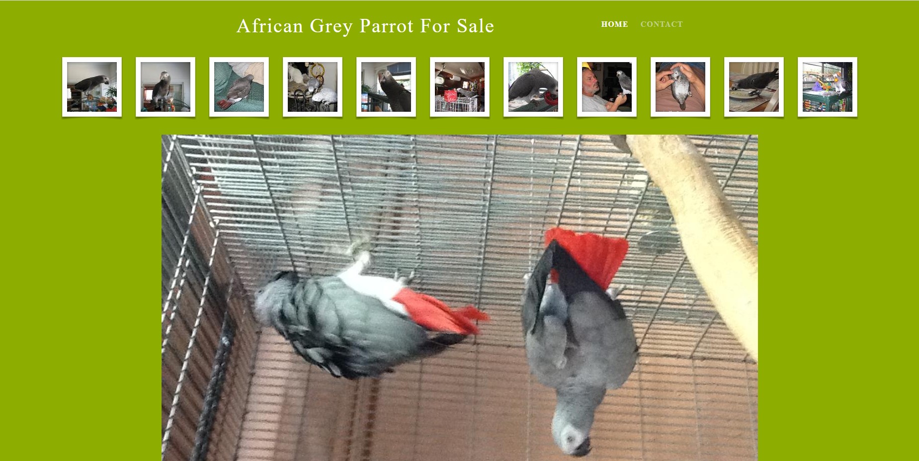 African Grey Parrot For Sale