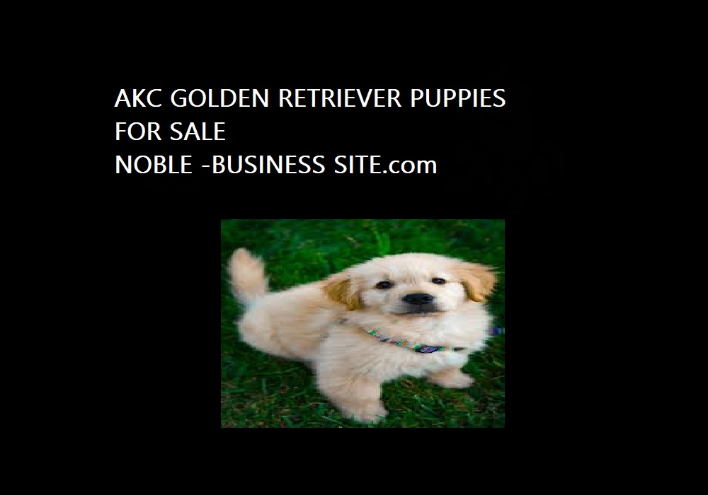 AKC Golden Retriever Puppies