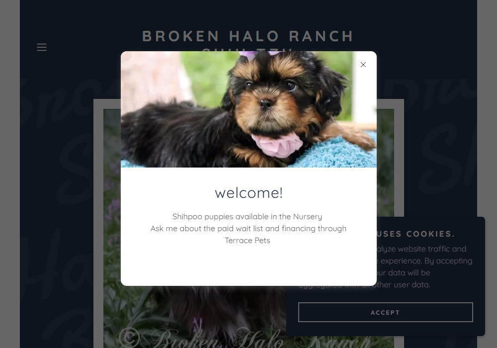 AKC Shihtzu