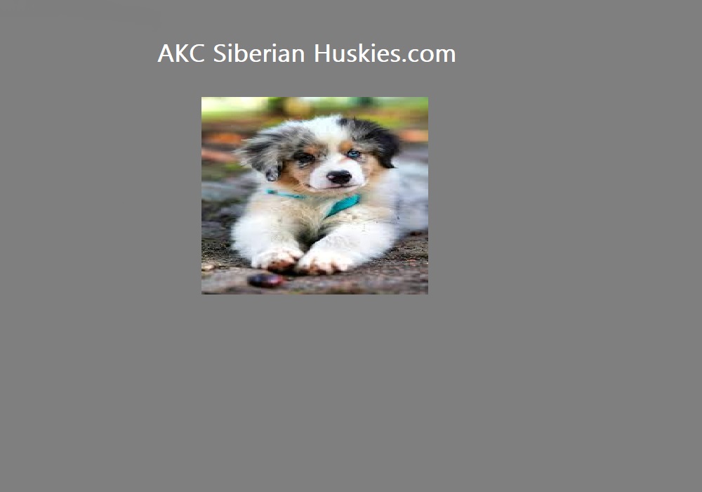 AKC Siberian Husky Puppies