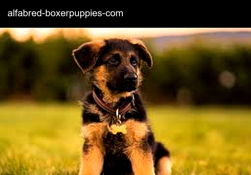 Alfa Bred Boxer Pups Home