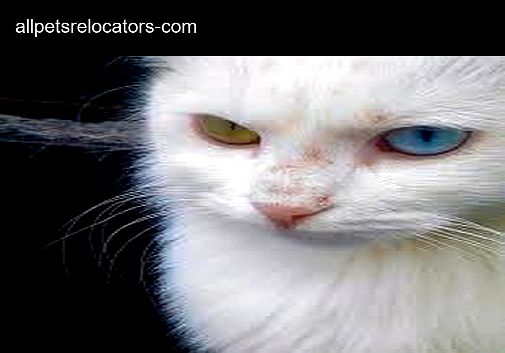 Global Pet Shipper
