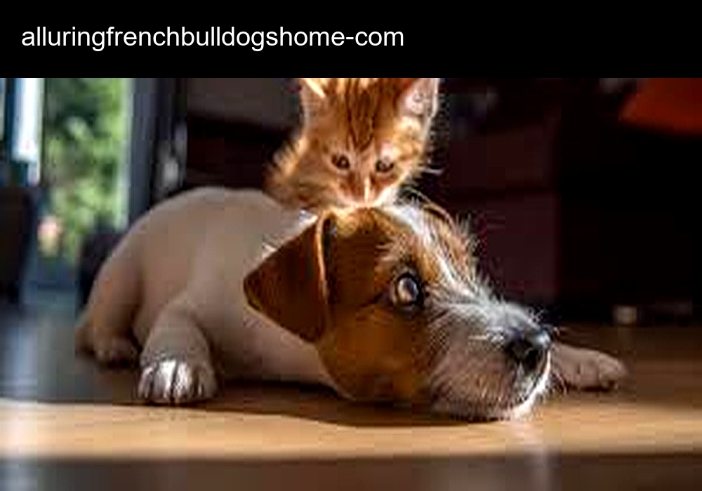 Alluring French Bulldogs Home