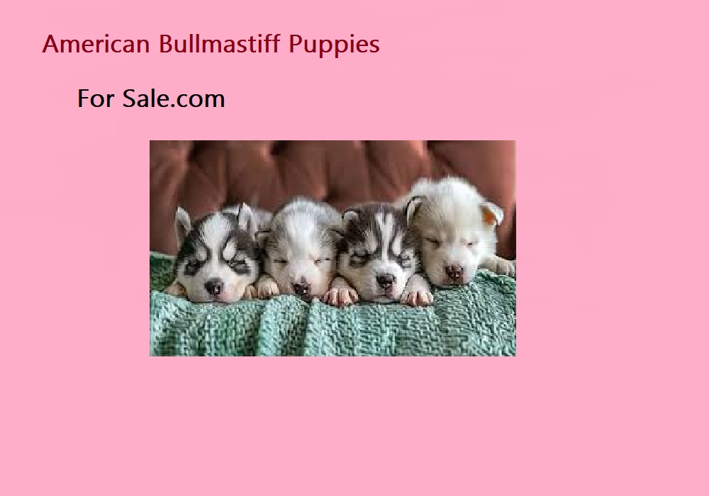 American Bull Mastiff Puppies For Sale American Bull Mastiff Puppies For Sale