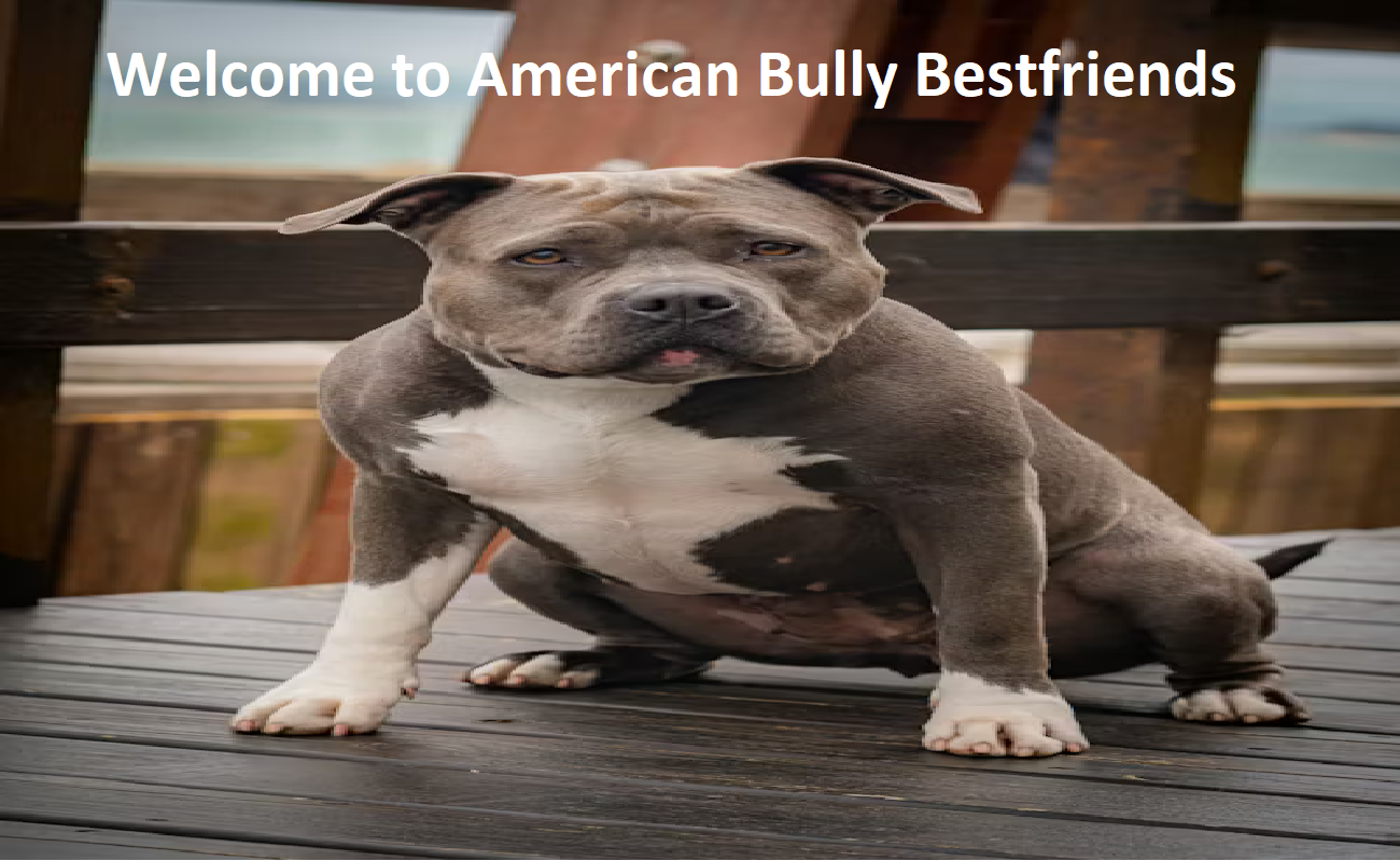American Bully Best Friends