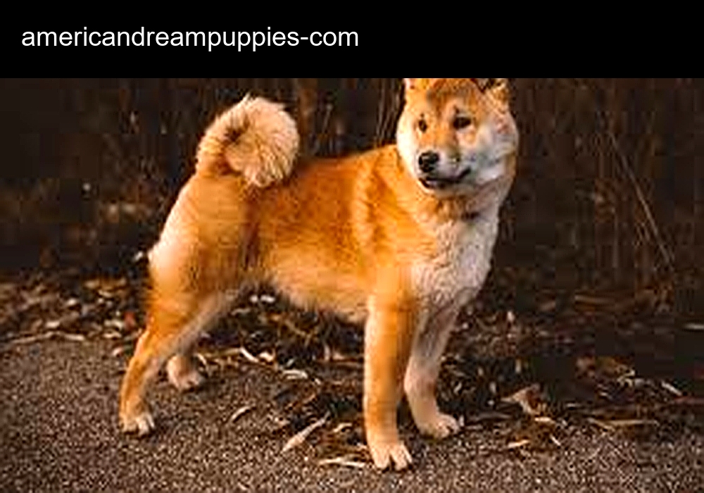American Dream Puppies