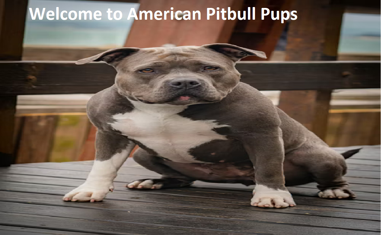 American Pit Bull Terrier Puppies
