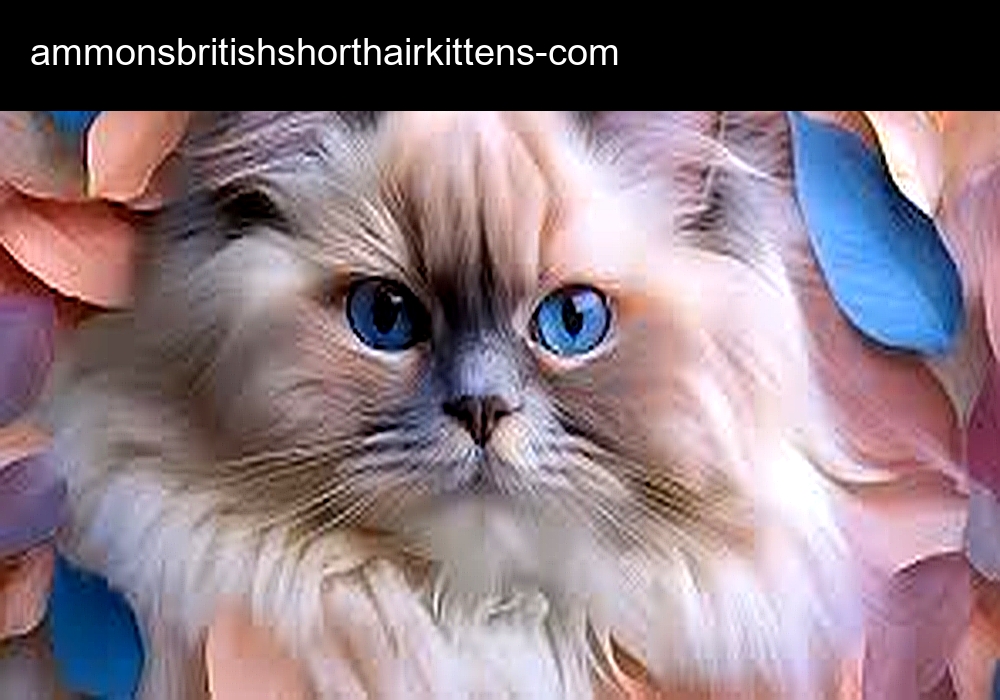 Ammons British Short Hair Kittens