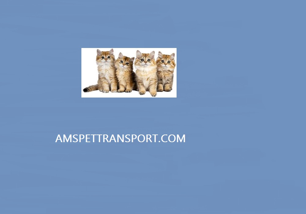 AMS Pet Transport