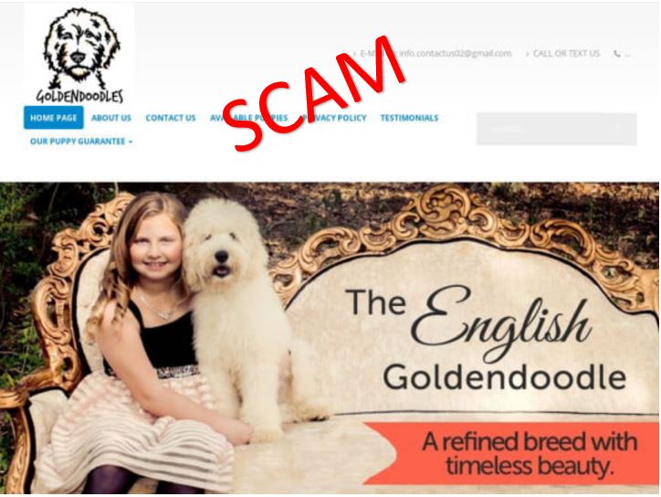 Andie Pets Home Andie Pets Home