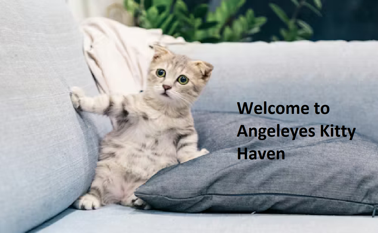 Angel Eyes Kitty Haven Breeder