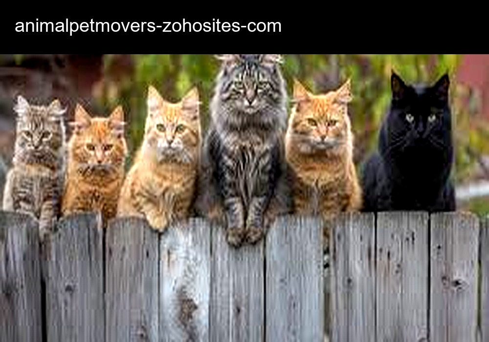 Animal Pet Movers and Escrow