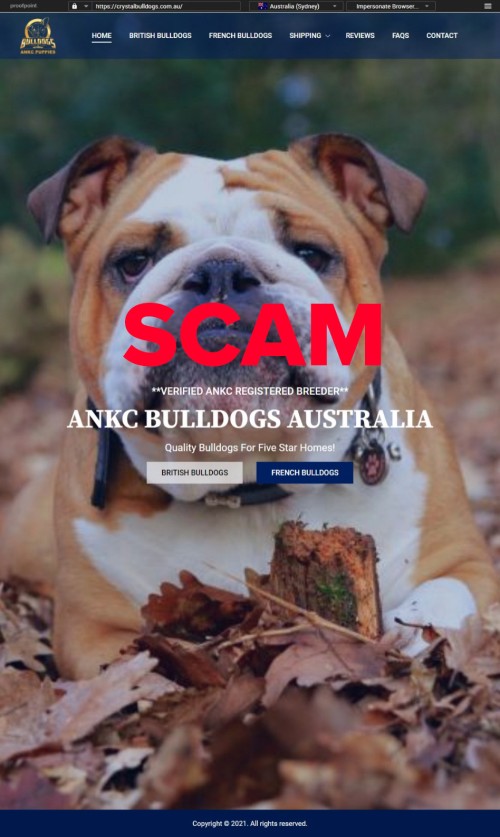 ANKC Bulldogs Australia ANKC Bulldogs Australia