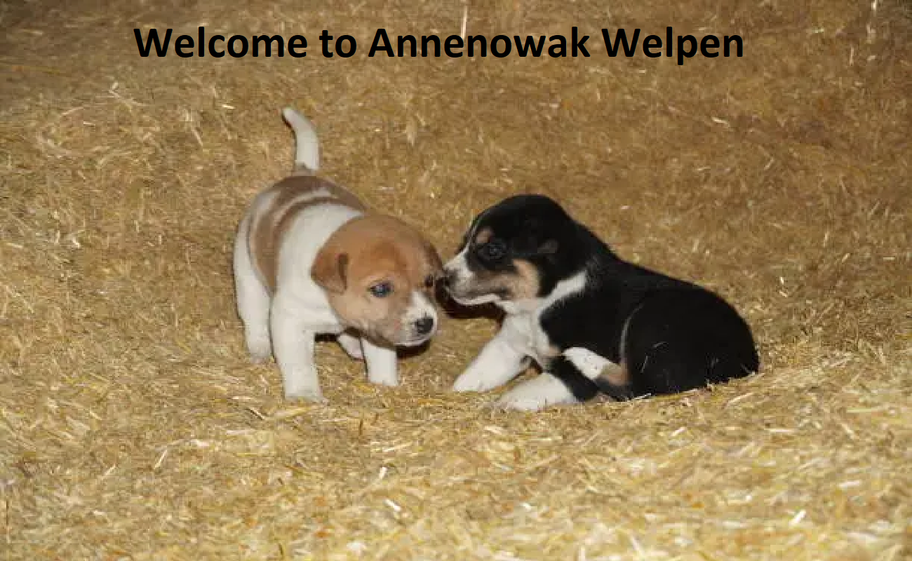 Annenowak Welpen / Richter Welpen Haus Annenowak Welpen / Richter Welpen Haus