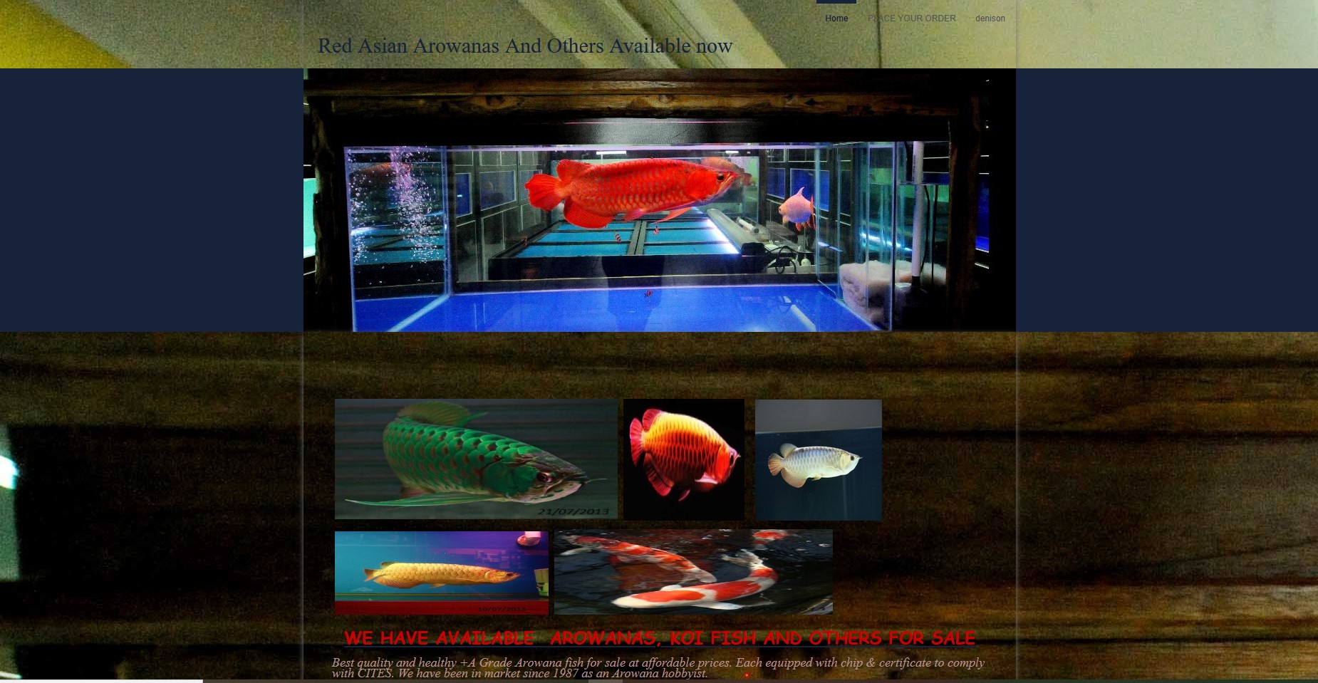 Quality and best Arowanas