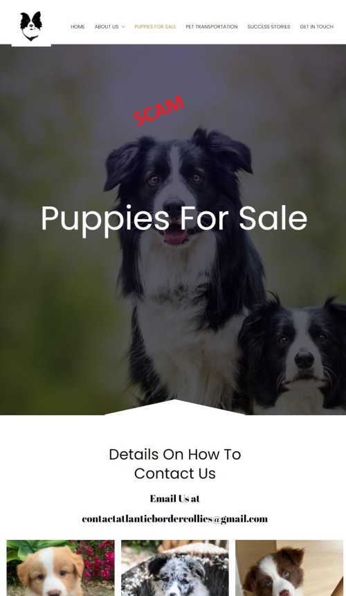 Atlantic Border Collies Atlantic Border Collies