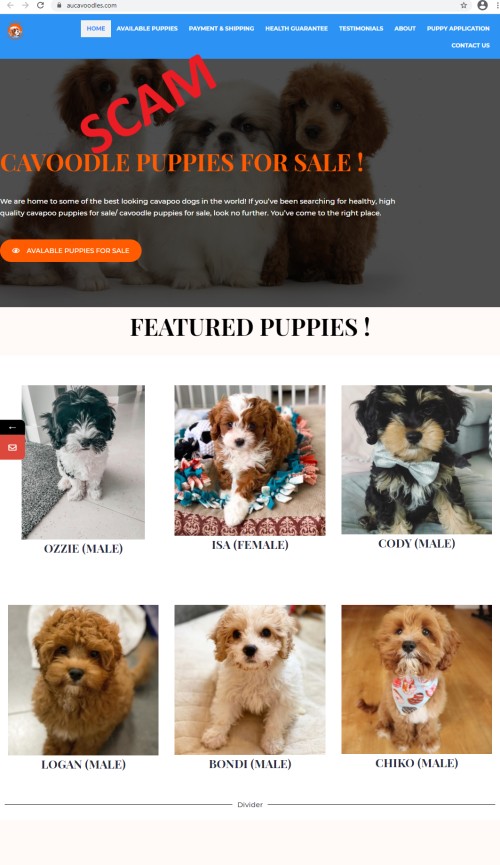 Au Cavoodles Au Cavoodles