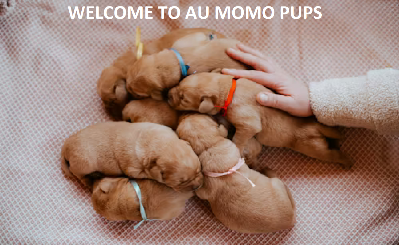 MoMo Pups