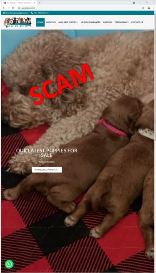 AU Puppies AU Puppies