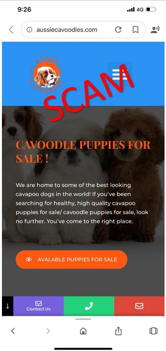 Aussie Cavoodles Aussie Cavoodles