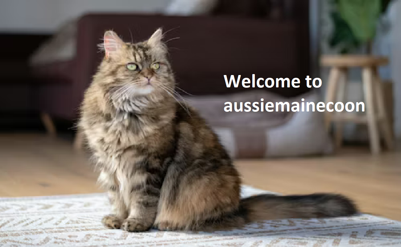 Aussie Maine Coon Cattery