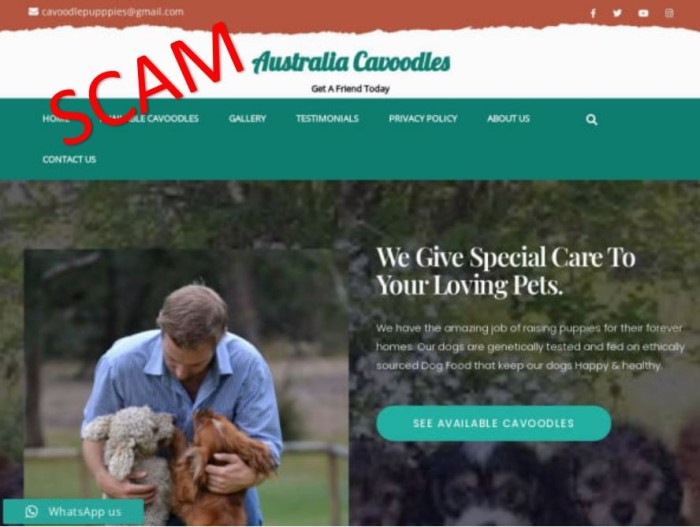 Australia Cavoodles Australia Cavoodles