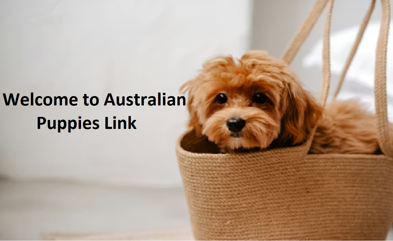 Australian Puppy Link