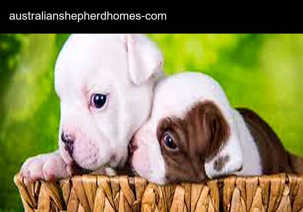 Australian Shepherd Homes Australian Shepherd Homes