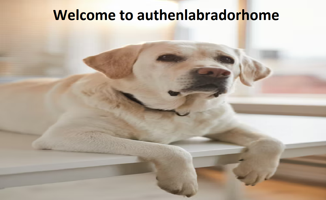 Authen Labrador Home