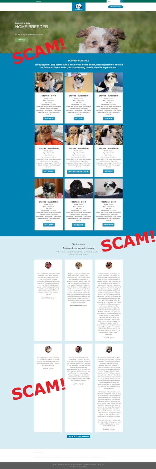 Ava Shih Tzu Ava Shih Tzu