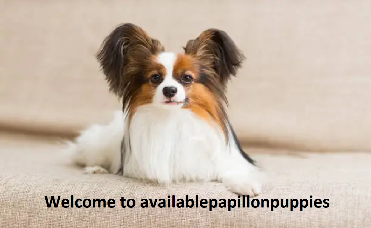 Available Papillon Puppies