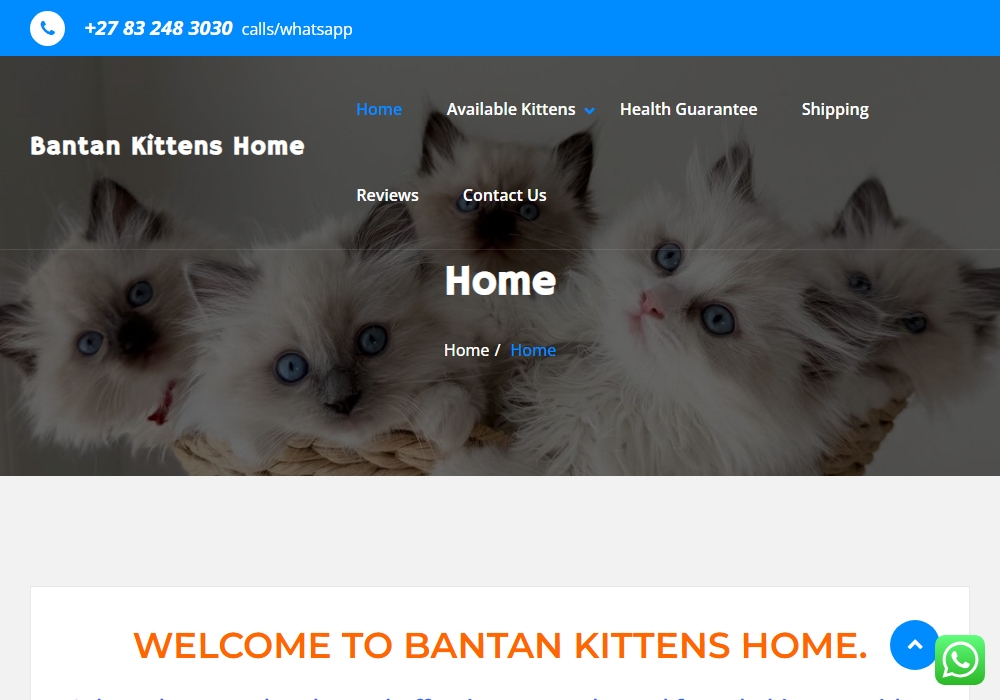 Bantan Kittens Home Bantan Kittens Home
