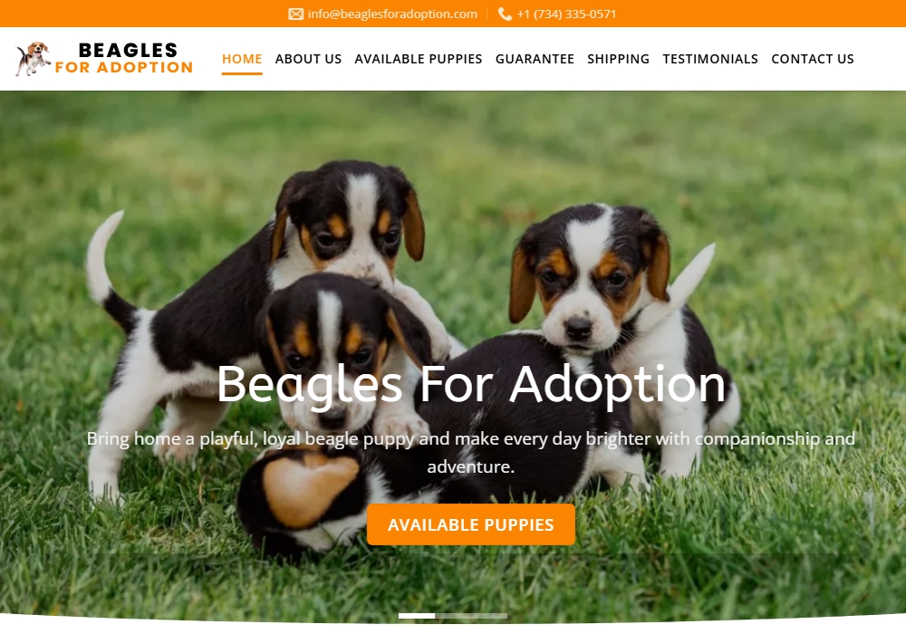Beagles for Adoption