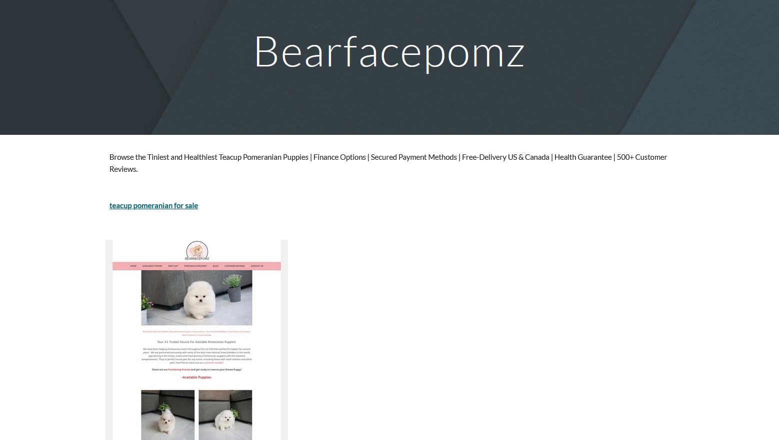 Teacup Pomeranian Puppies / BearfacepomZ / Bearface Poms Puppies