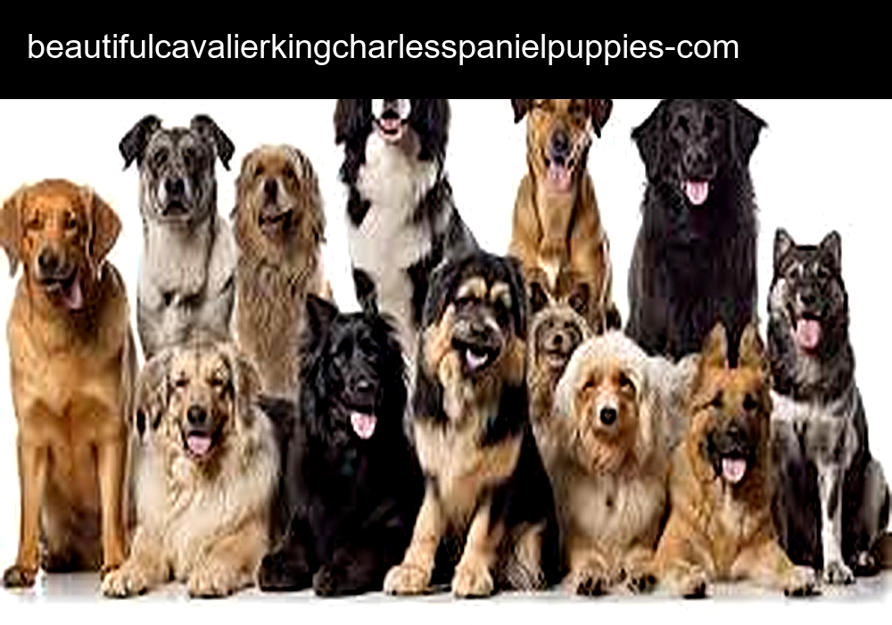 Beautiful Cavalier King Charles Babies