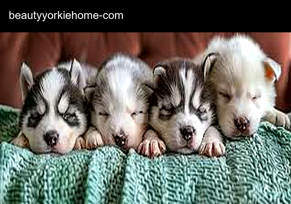 Beauty Teacup Yorkie Home
