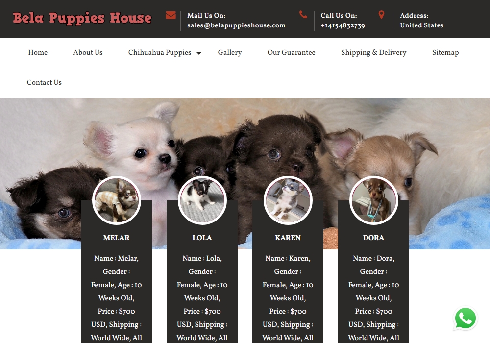Bela Puppies House Bela Puppies House