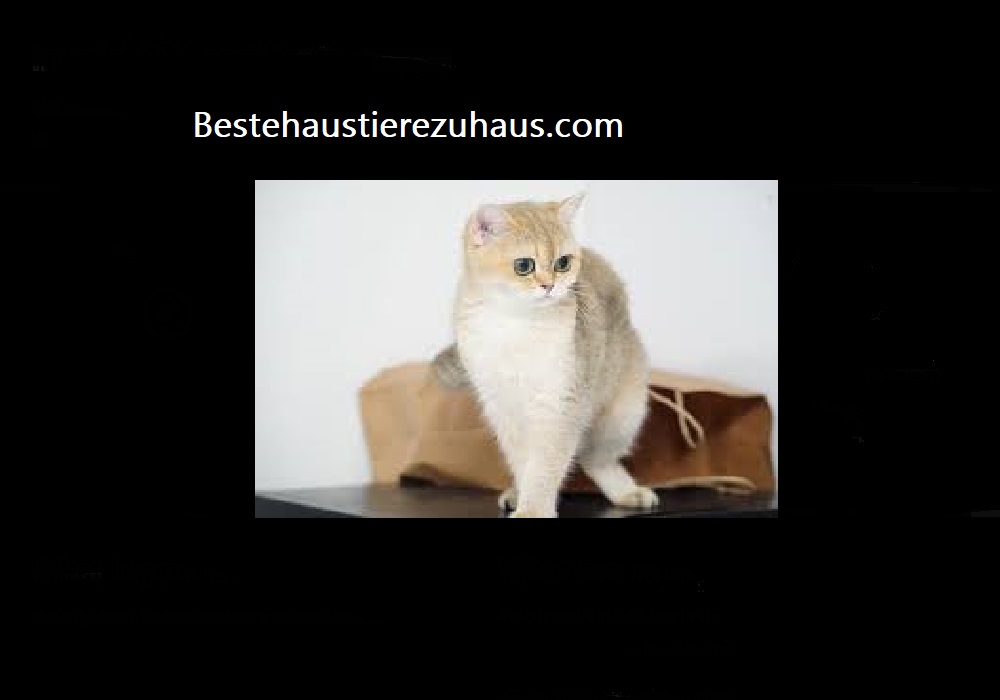 Beste Haustiere Zuhause
