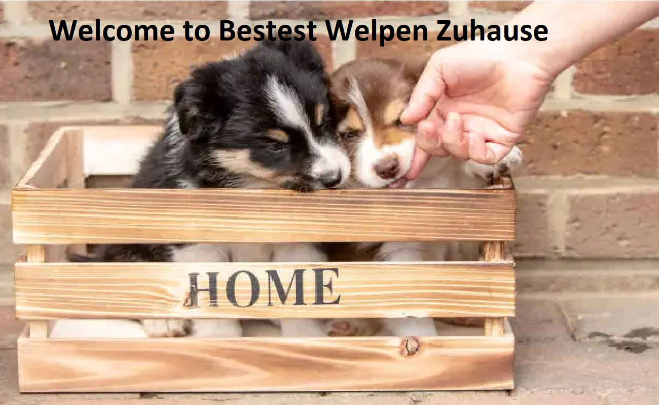 Bestes Welpenzuhause