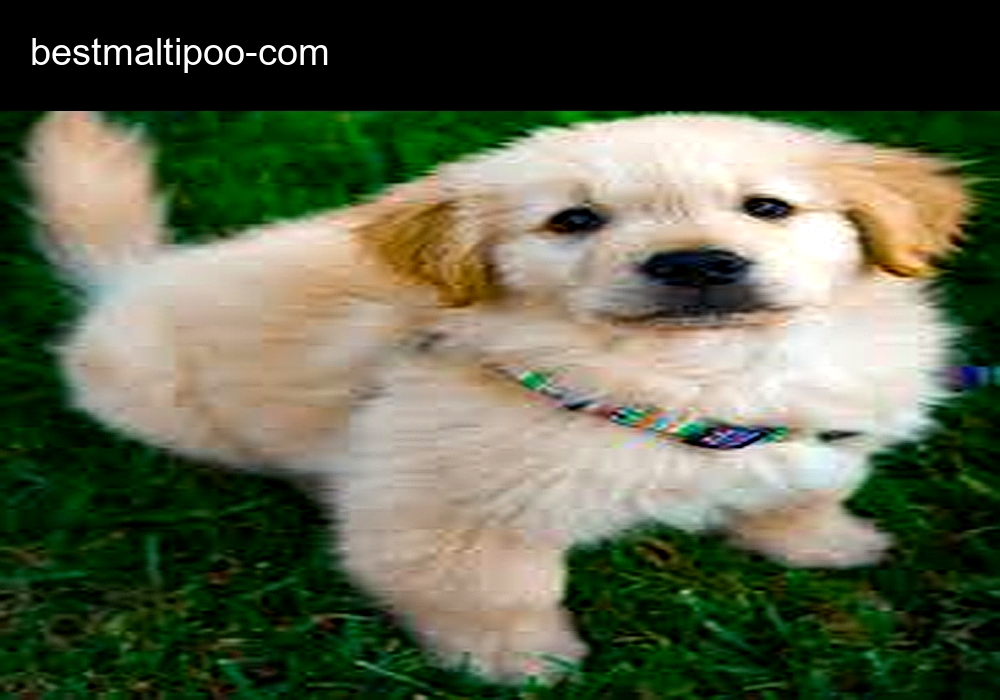Best Maltipoo