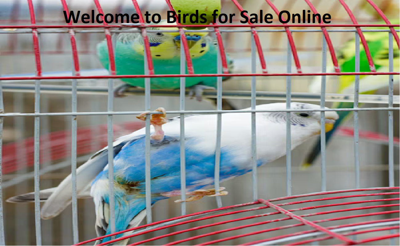 Birds For Sale Online