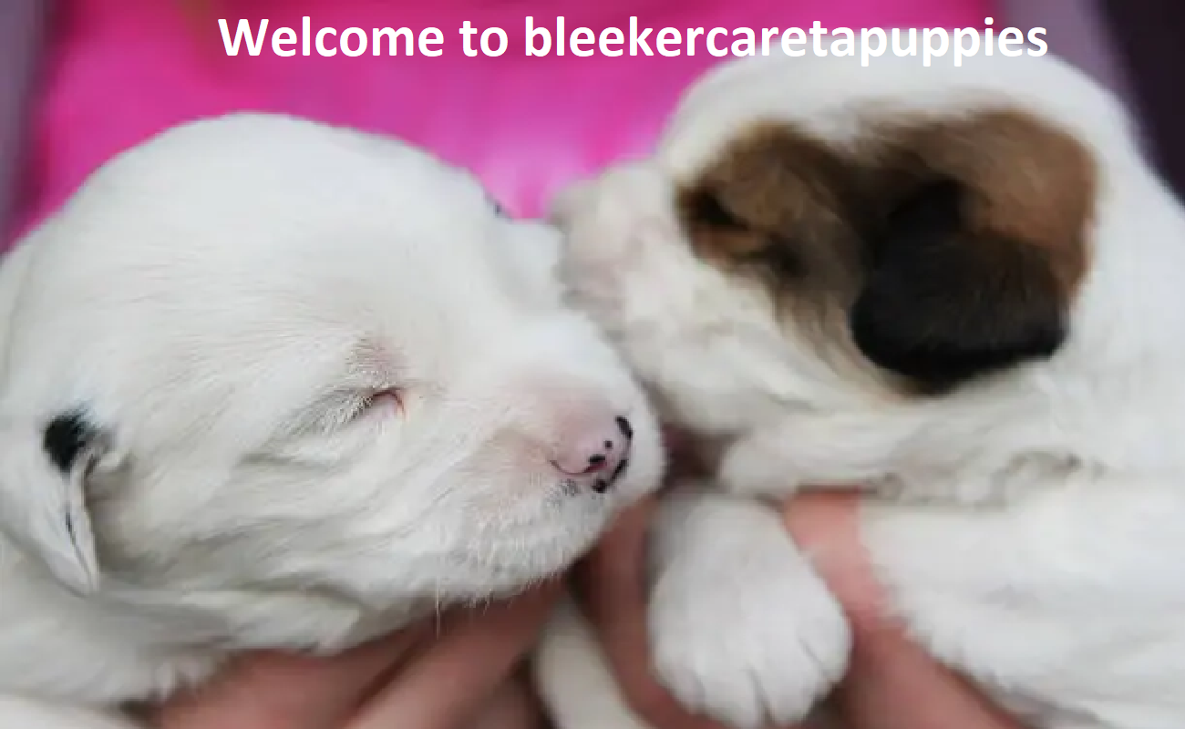 Bleeker Careta Puppies