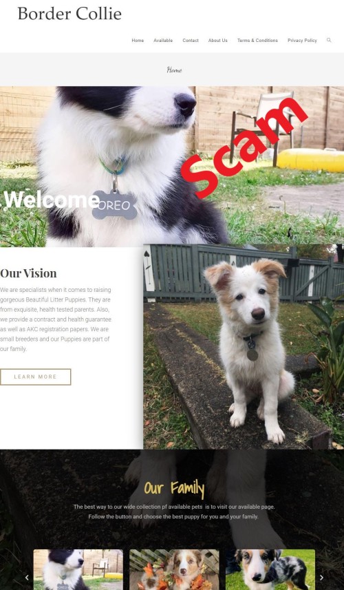 Border Collie Border Collie